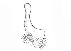   Anthidium duomarginatum  male, diagram showing ventral view of seventh sternum (S7), diagram from Gonzalez and Griswold 2013 
